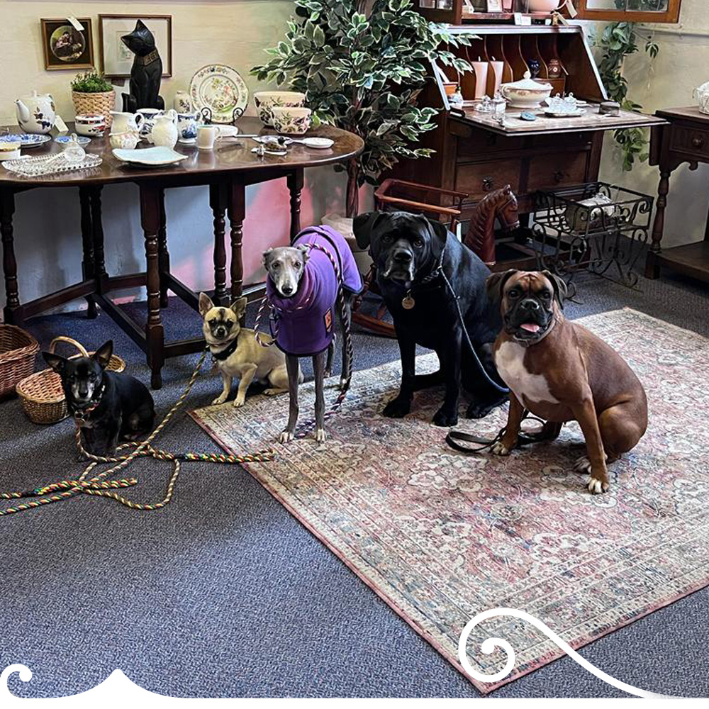 Group Of Dogs Shown Posing In The Little Chapel, Whitchurch, Hampshire