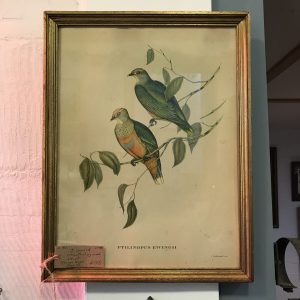 Ptilinopus Ewingii, J Gould Ornothological Print, 1955