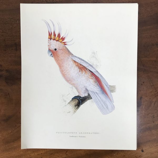 The Collectors Portfolio Of Lear’s Parrots - Image 5