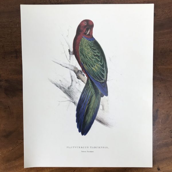 The Collectors Portfolio Of Lear’s Parrots - Image 8