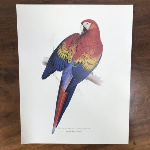 The Collectors Portfolio Of Lear’s Parrots