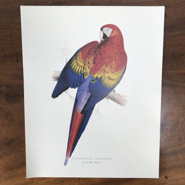 The Collectors Portfolio Of Lear’s Parrots