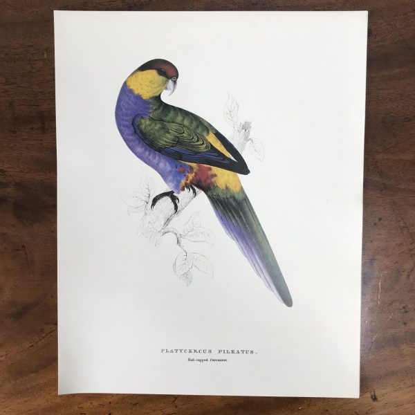 The Collectors Portfolio Of Lear’s Parrots - Image 12