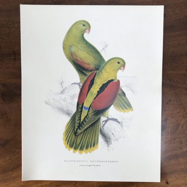 The Collectors Portfolio Of Lear’s Parrots - Image 10