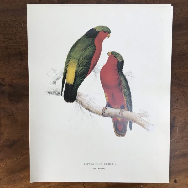 The Collectors Portfolio Of Lear’s Parrots - Image 9