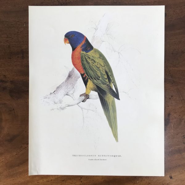 The Collectors Portfolio Of Lear’s Parrots - Image 6