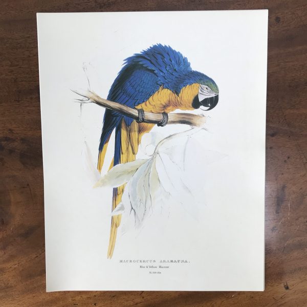 The Collectors Portfolio Of Lear’s Parrots - Image 11