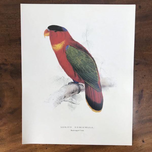 The Collectors Portfolio Of Lear’s Parrots - Image 15