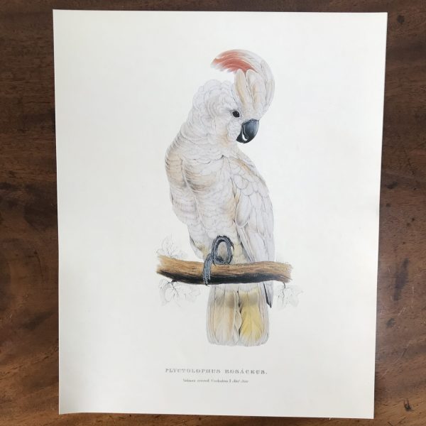 The Collectors Portfolio Of Lear’s Parrots - Image 14