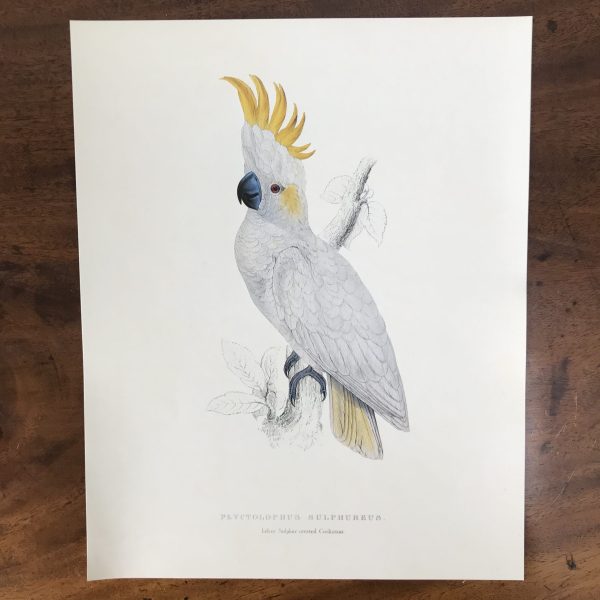 The Collectors Portfolio Of Lear’s Parrots - Image 13