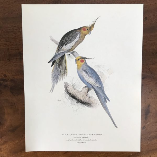 The Collectors Portfolio Of Lear’s Parrots - Image 7