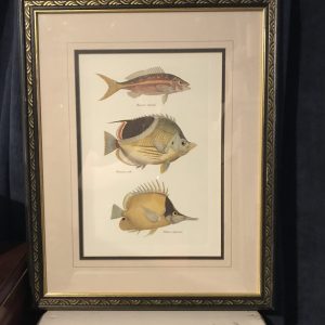 Elegant Fish Picture, Framed