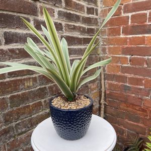 Faux Plant