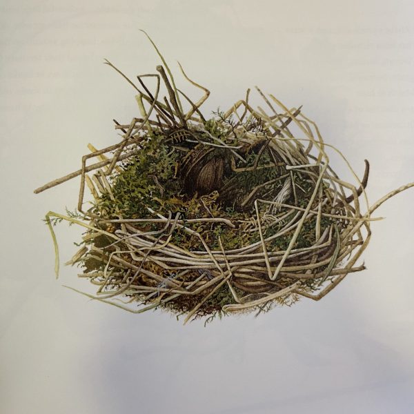 Nests By Susan Ogilvy - Image 2