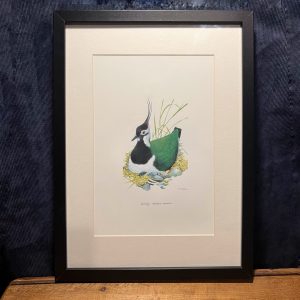 Lapwing Vanellus Vanellus, Framed