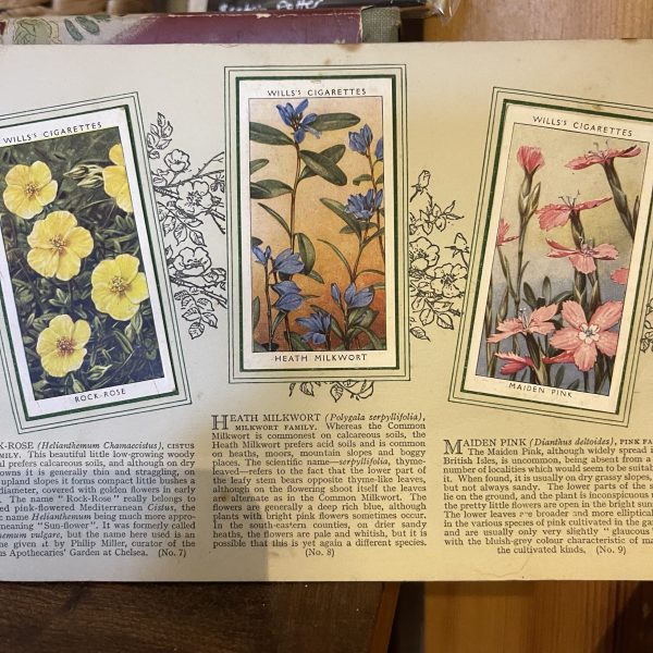 Album Of Wild Flowers, 1930s - Image 2