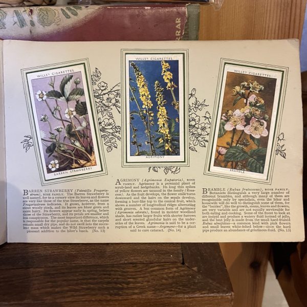 Album Of Wild Flowers, 1930s - Image 3