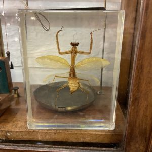 Praying Mantis Specimen In Resin