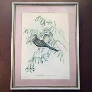 John Gould - Ornothological Print