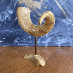 Rams Horn on base