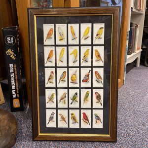 Aviary Birds Cigarette Cards, Double Sided Glass