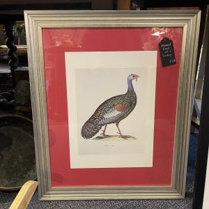 Framed Print Of Turkey (Dinden)