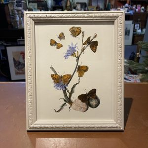 Framed Butterfly Print, c1955