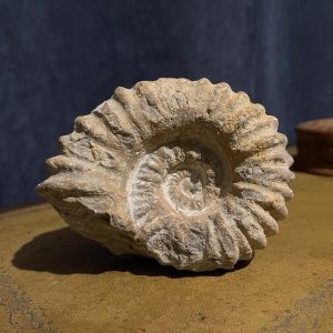 Ammonite Fossil, 14cm diameter