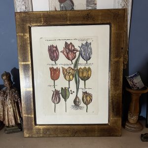 Framed Botanical Print, Florence, Italy