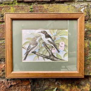 Pied Flycatcher, Basil Ede Print