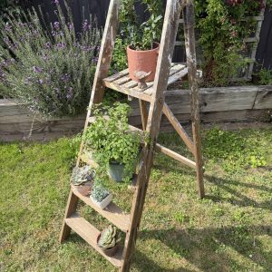 Lovely Decorative Ladder, Great For Plants