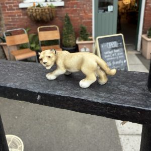 Little Lion Cub